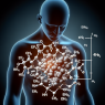 Cómo se comporta L-Thyroxine Sodium/Levothyroxine Sodium (LT4 sodium) con déficit calórico severo