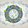 Protocolos de salida del ciclo con Furosemid