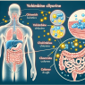 Cómo afecta Yohimbine chlorine al sistema digestivo